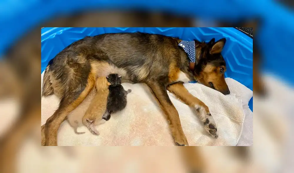 La perrita adoptó a un grupo de gatos recién nacidos que se quedaron sin madre. Foto: Sunshine Dog Rescue / Facebook