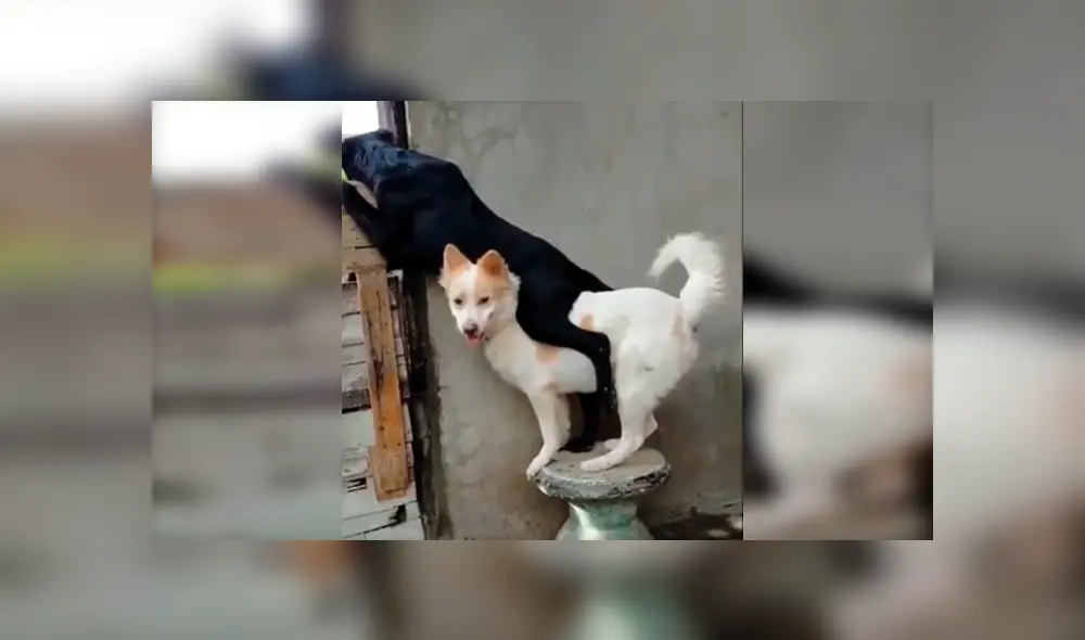 En Facebook, un perro ayudó a su compañero al cargarlo en su lomo para que este pueda apreciar a su pareja. En Facebook, un perro ayudó a su compañero al cargarlo en su lomo para que este pueda apreciar a su pareja.