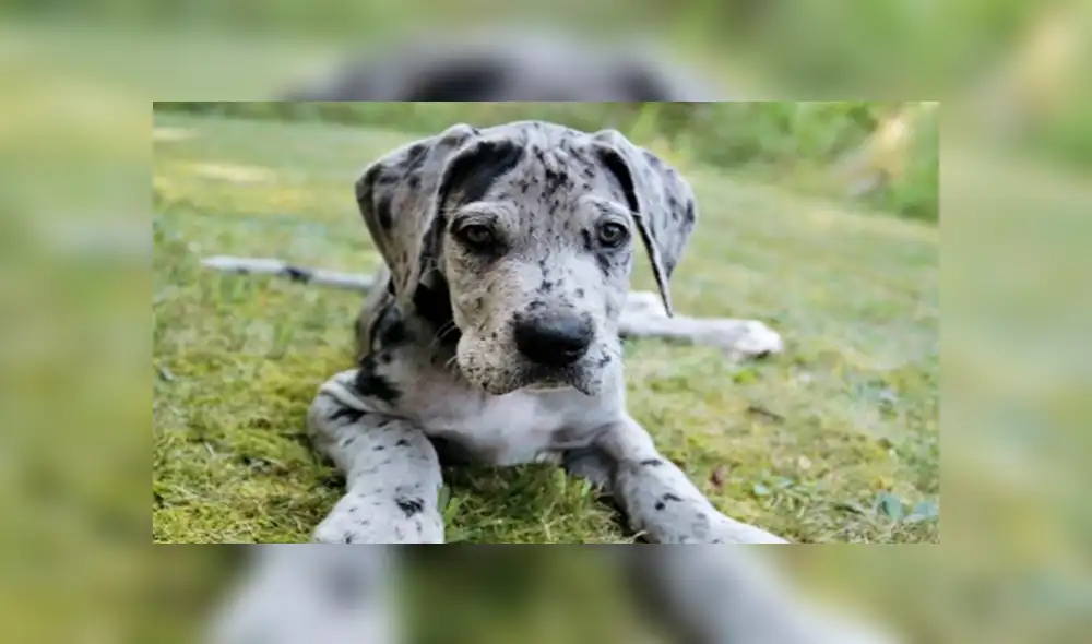 En YouTube, una señora quedó espantada al descubrir el color del pelaje que obtuvo una de las crías de su mascota.