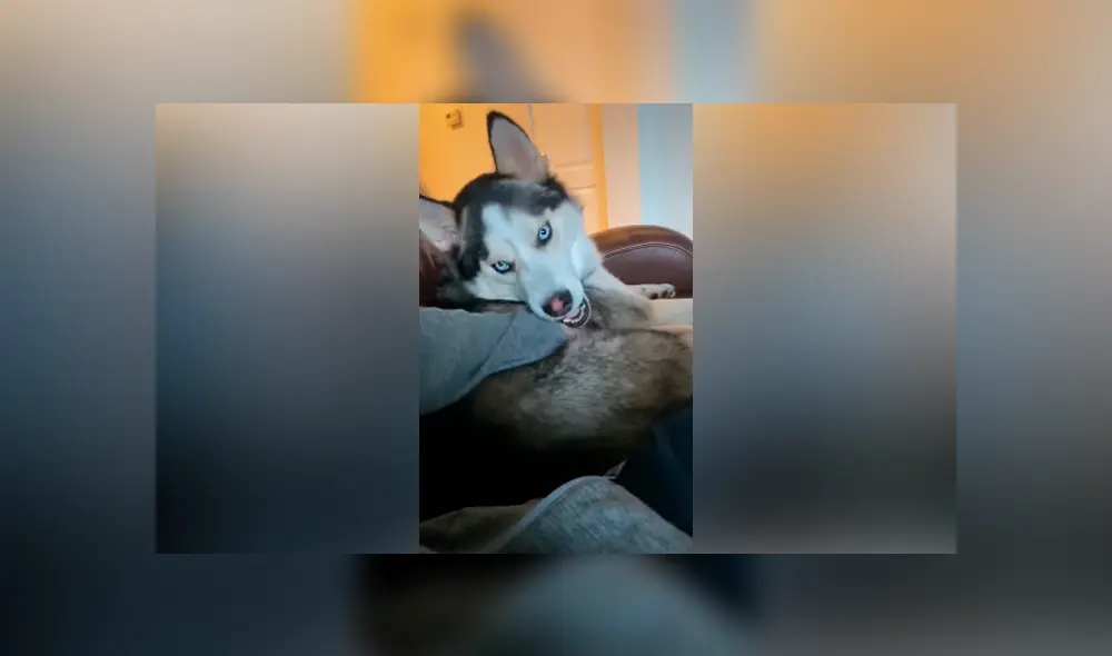 Desliza las imágenes hacia la izquierda para observar el furioso comportamiento de un perro contra su dueño.