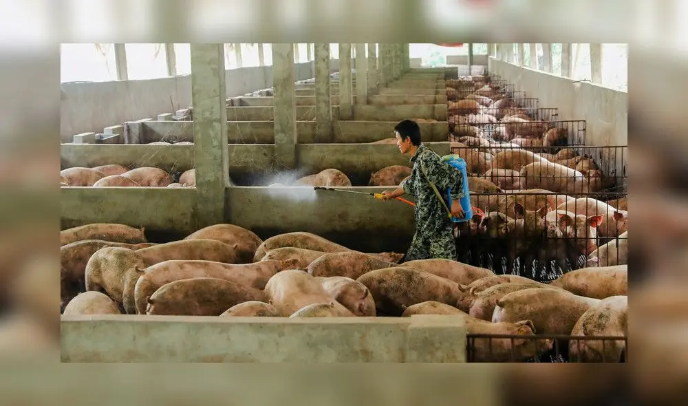 Precio del cerdo sube