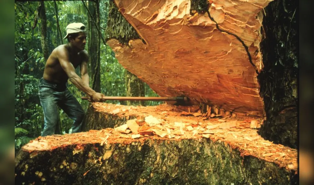 Minam: “La deforestación ha crecido en los últimos años”