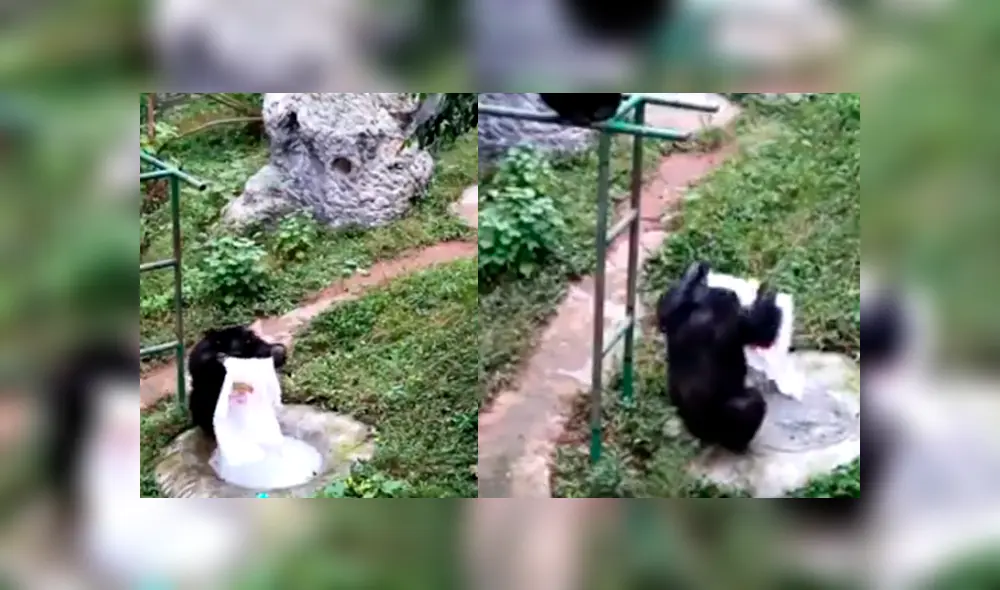 La peculiar conducta de un chimpancé ha causado sensación en YouTube La peculiar conducta de un chimpancé ha causado sensación en YouTube