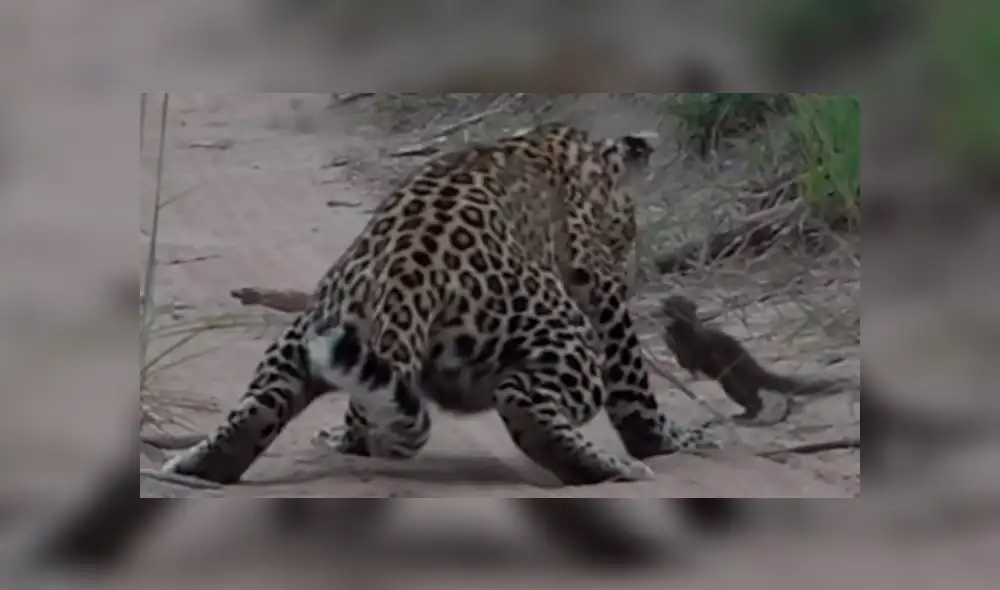 YouTube viral: un leopardo le tendió trampa a marmota bebé y tuvo inesperado final [VIDEO] 