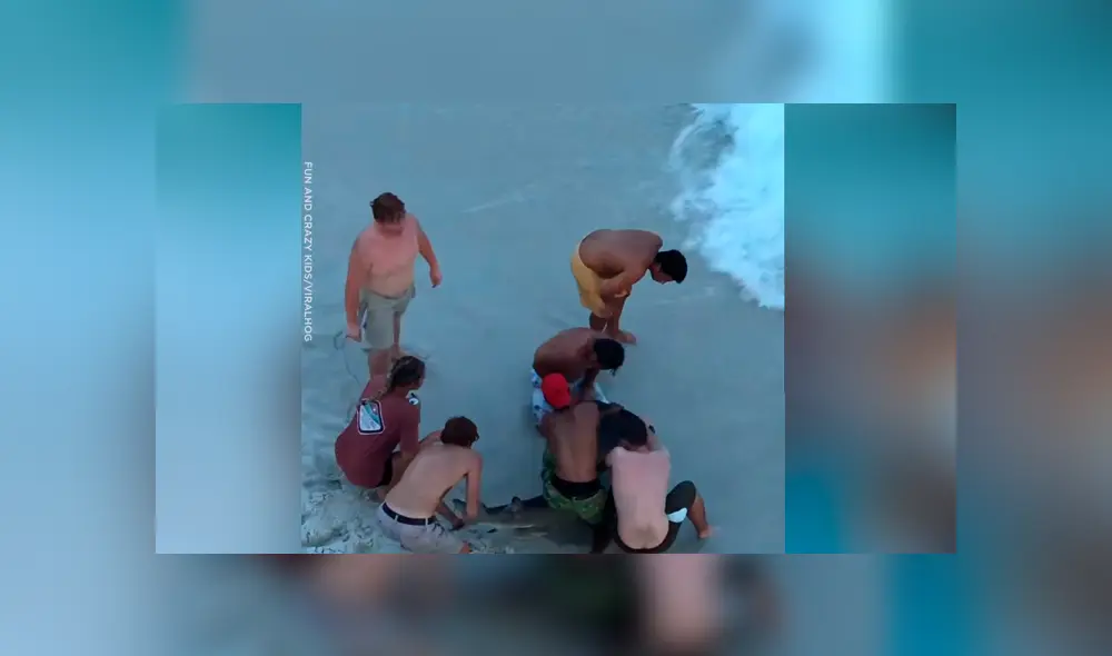 Un video viral de YouTube registró el instante en que un grupo de personas extrajeron un filudo anzuelo del cuerpo de un enorme tiburón que emergió del mar en busca de ayuda. Un video viral de YouTube registró el instante en que un grupo de personas extrajeron un filudo anzuelo del cuerpo de un enorme tiburón que emergió del mar en busca de ayuda.