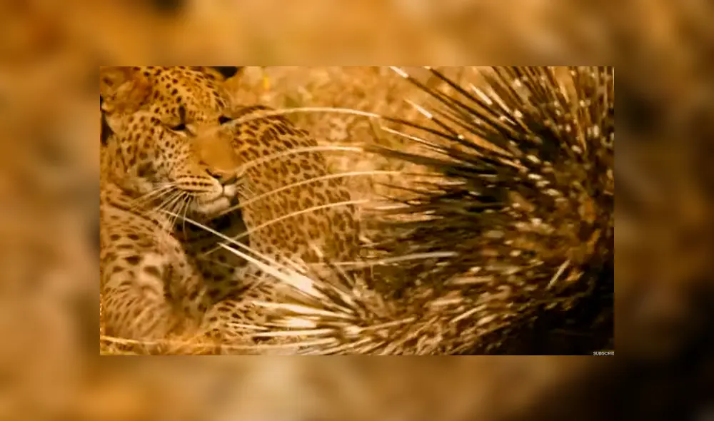 El feroz leopardo atacó a ambos roedores, que se defendieron con sus letales espinas. Foto: BBC Earth