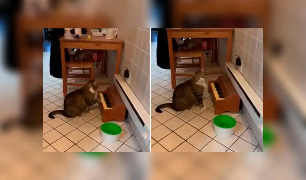 Desliza hacia la izquierda para ver más del video viral. Fotocaptura: Twitter Desliza hacia la izquierda para ver más del video viral. Fotocaptura: Twitter