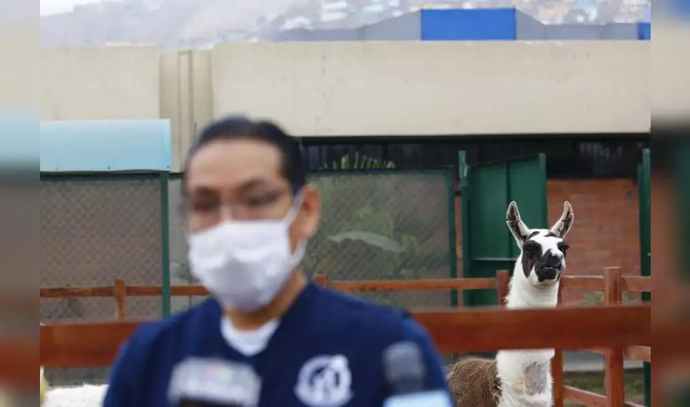 INS desarrollará tratamiento contra el COVID-19 utilizando nanoanticuerpos de una llama peruana. Foto: Flavio Matos/La República.