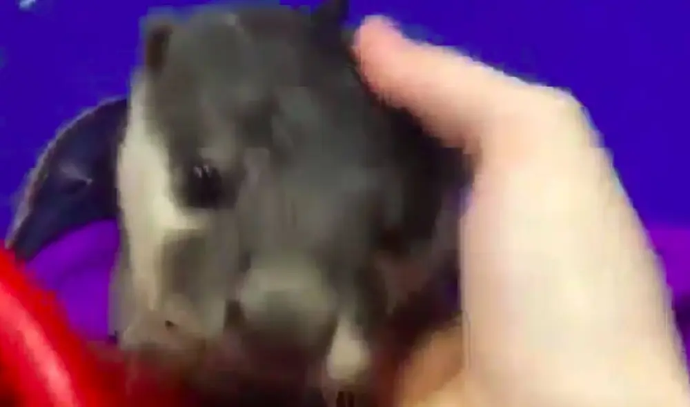 Las imágenes han emocionado a los usuarios de las redes sociales. Foto: Captura/Facebook Las imágenes han emocionado a los usuarios de las redes sociales. Foto: Captura/Facebook