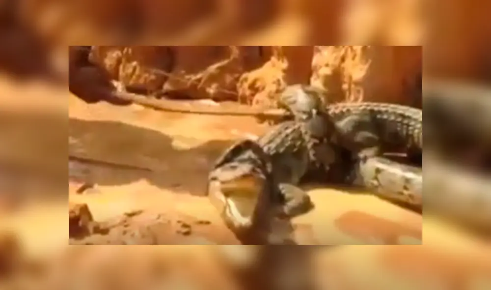 YouTube viral: mamá cocodrilo defiende a sus crías del ataque de una temible anaconda 