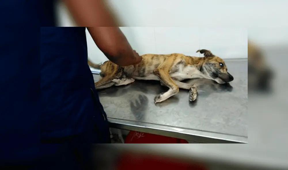 perro lanzado desde edificio perro lanzado desde edificio