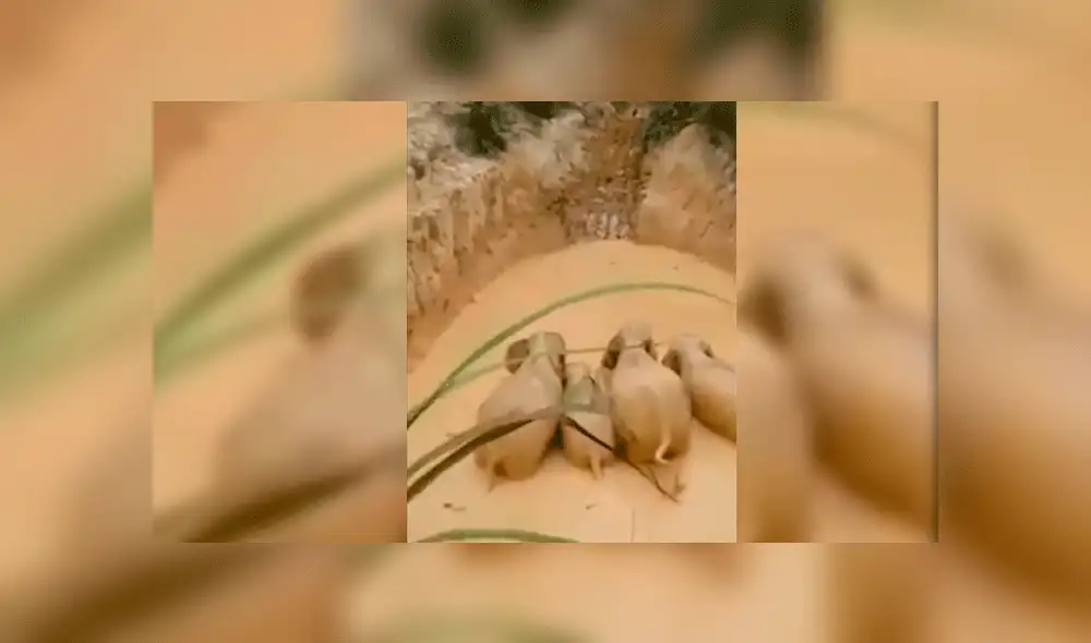 elefantes atrapados elefantes atrapados