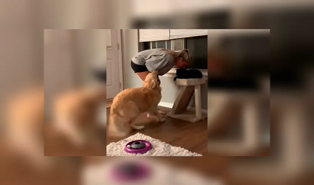 La “celosa” can no soportó que su dueña la ignorara por darle cariño a su otra mascota y su peculiar forma de llamar la atención desató miles de carcajadas en YouTube