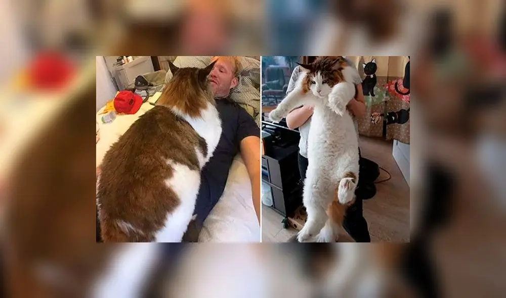 Samson: ¿Cuánto pesa el gato más gordo del mundo?