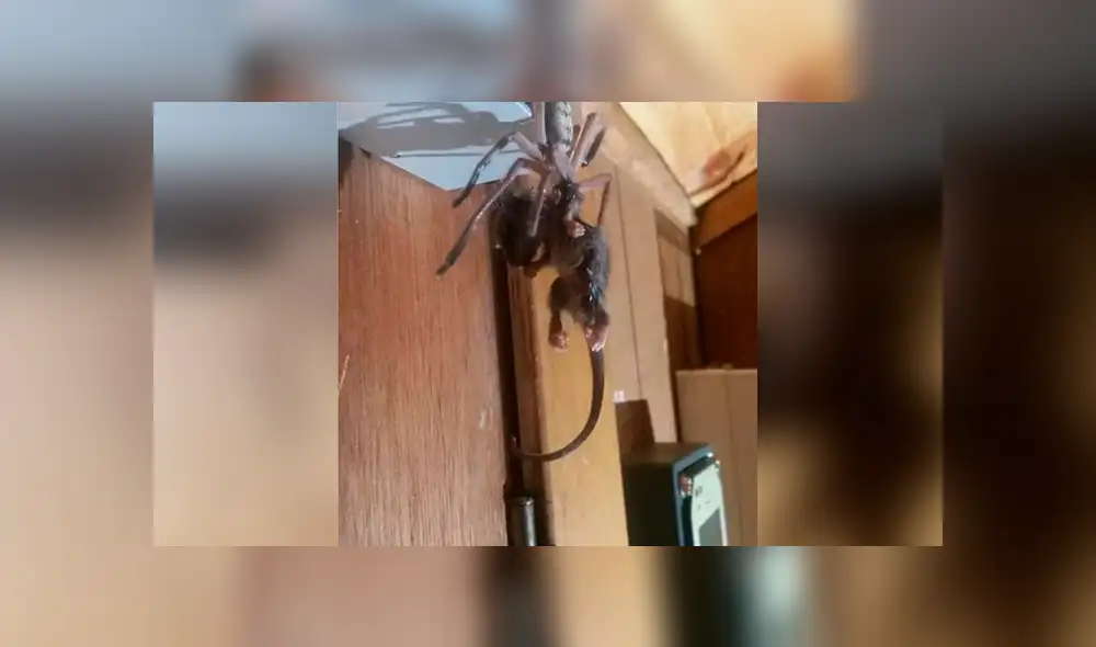 Turista graba el brutal ‘asesinato’ de indefensa zarigüeya. Foto: Captura. Turista graba el brutal ‘asesinato’ de indefensa zarigüeya. Foto: Captura.