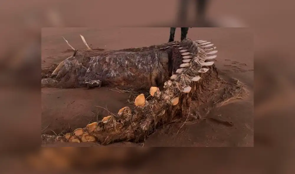 Un insólito hallazgo que se volvió viral en Facebook ha dejado impactados a miles. Un insólito hallazgo que se volvió viral en Facebook ha dejado impactados a miles.