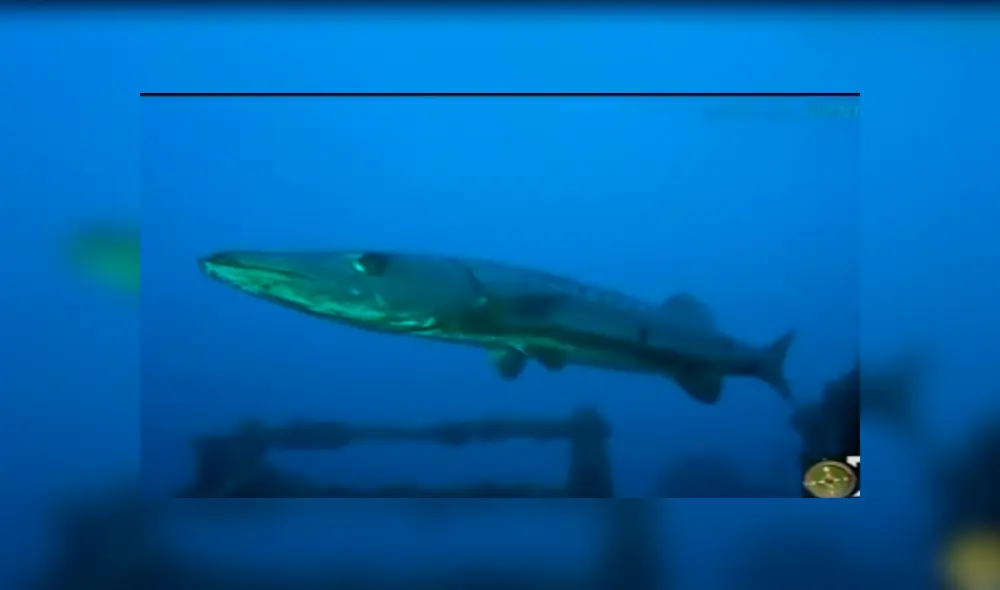 En YouTube se compartió el aterrador hallazgo que hizo un pescador dentro del río. En YouTube se compartió el aterrador hallazgo que hizo un pescador dentro del río.