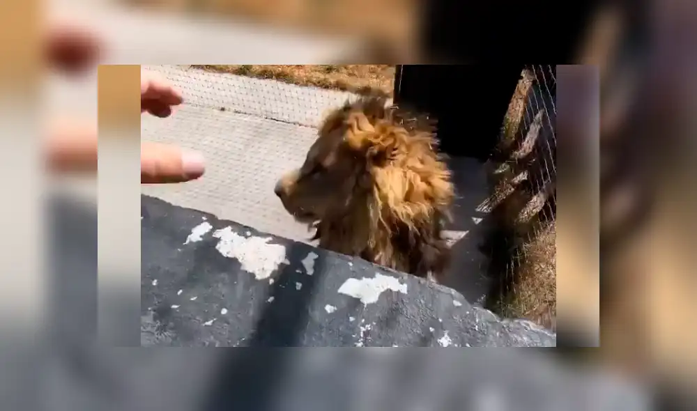 Desliza hacia la izquierda para ver la efusiva reacción del león con su amo que se volvió viral en Facebook.