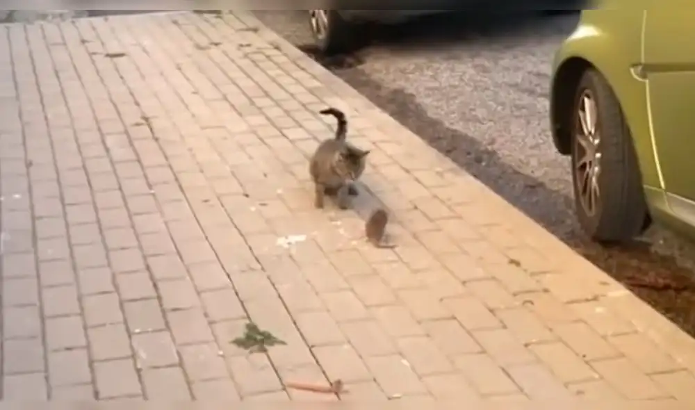 Facebook: ratón "karateka" dio una gran lección a un hambriento gato