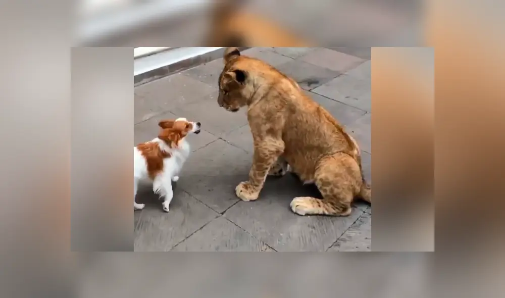 Desliza hacia la izquierda para ver el temible encuentro de un pequeño perro con un grupo de felinos. Imágenes que han causado furor en YouTube. Desliza hacia la izquierda para ver el temible encuentro de un pequeño perro con un grupo de felinos. Imágenes que han causado furor en YouTube.