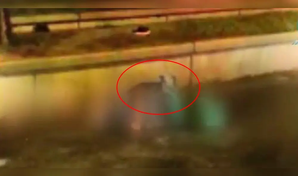 Perrito que se quedó a lado de su dueño muerto conmueve en Tacna Perrito que se quedó a lado de su dueño muerto conmueve en Tacna