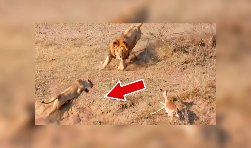 YouTube: león intenta cazar a un impala y leona lo detiene por insólito motivo que asombra a miles [VIDEO]