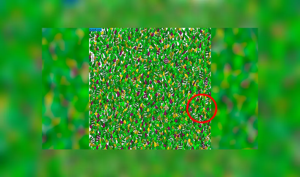 Facebook viral: halla al sapo bebé escondido entre hojas, el reto visual que casi nadie puede superar