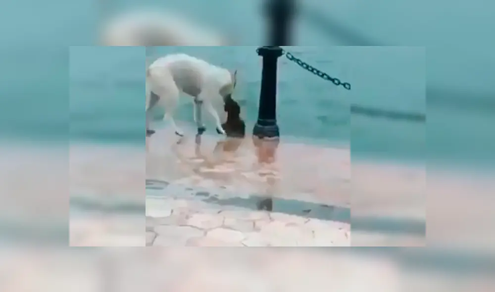 En Facebook, un perro callejero cayó a un caudaloso río y se salvó de milagro gracias a su compañero. En Facebook, un perro callejero cayó a un caudaloso río y se salvó de milagro gracias a su compañero.