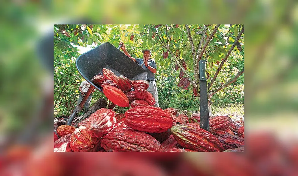 Puno: productores de Carabaya piden apoyo para exportar piña y cacao Puno: productores de Carabaya piden apoyo para exportar piña y cacao