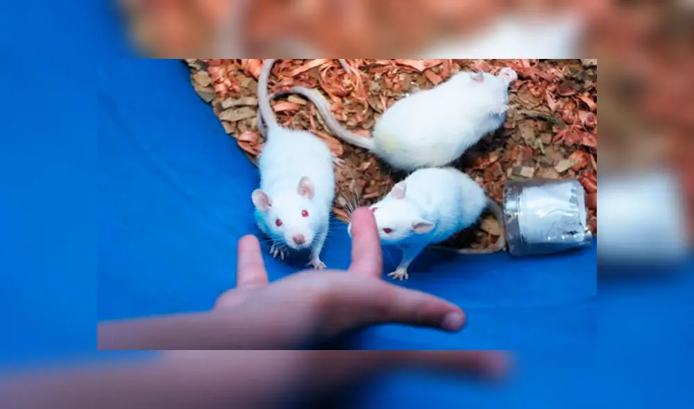 Ahora tampoco se podrá importar productos que hayan sido probados en animales. Foto: difusión Ahora tampoco se podrá importar productos que hayan sido probados en animales. Foto: difusión