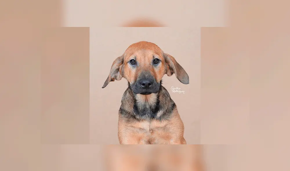 Perritos en adopción: Cachorros buscan un hogar. Foto: Instagram / Sandra Rodríguez