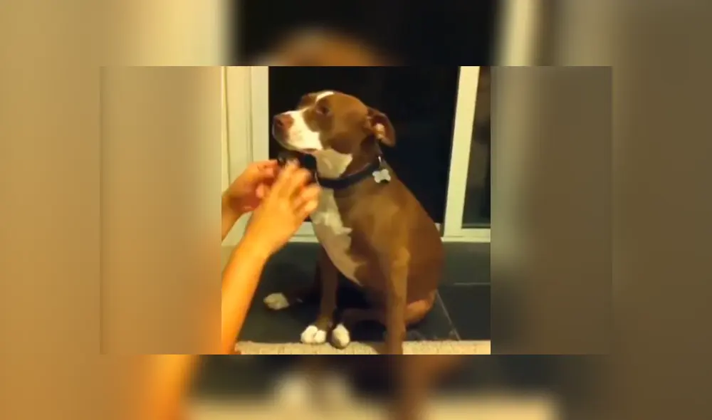Facebook viral: chica le corta las uñas a su perro y este tiene una dramática reacción. Si quieres verlo desliza cada imagen hacia la izquierda.