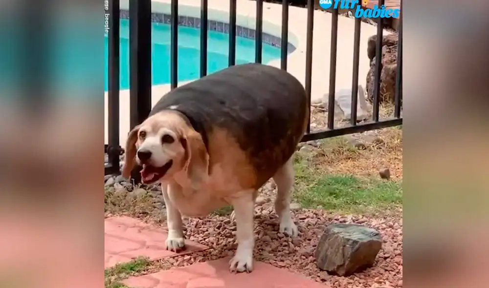 YouTube viral: perrito abandonado pierde más de 22 kilos con la ayuda de su nueva dueña YouTube viral: perrito abandonado pierde más de 22 kilos con la ayuda de su nueva dueña