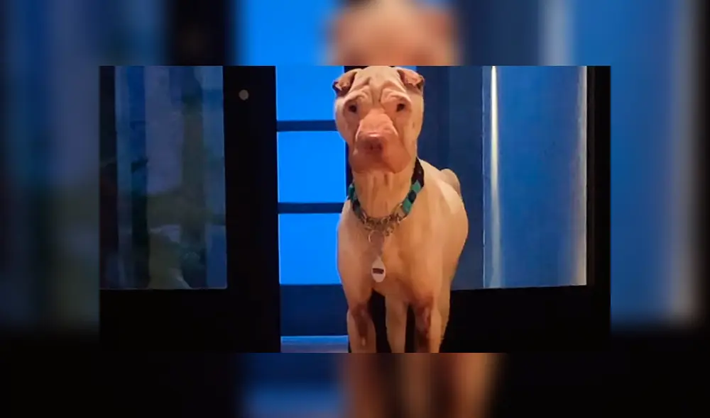 En Facebook, los encargados de un albergue curaron a una perrita que estaba en deplorables condiciones.