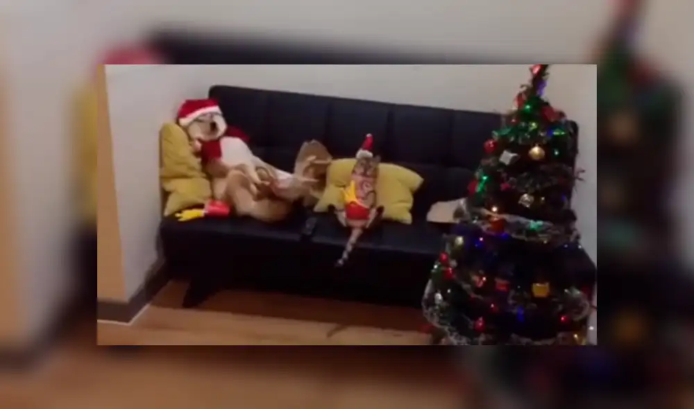Facebook: Joven armó el árbol de Navidad y sus mascotas tuvieron inesperada reacción Facebook: Joven armó el árbol de Navidad y sus mascotas tuvieron inesperada reacción