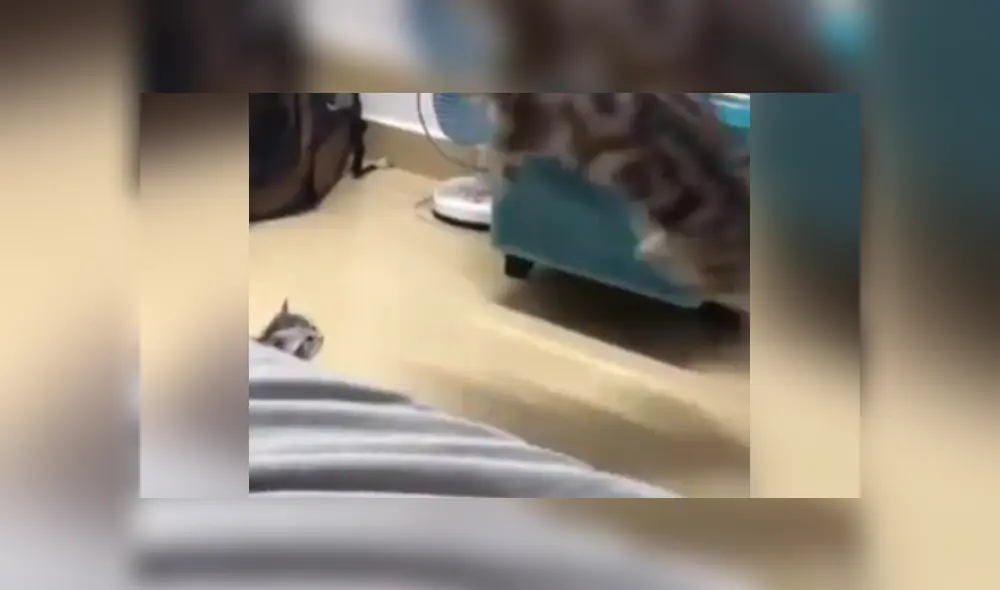 Facebook viral: Gatita se olvida de su cría y queda espantada al verla [VIDEO]