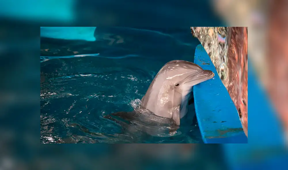 Un extraño virus acaba con la vida de la delfín más longeva de Barcelona