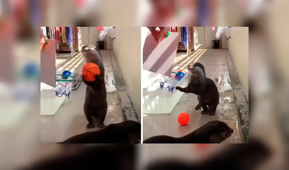 Desliza las imágenes hacia la izquierda para conocer las habilidades de unas nutrias en el básquet. Desliza las imágenes hacia la izquierda para conocer las habilidades de unas nutrias en el básquet.