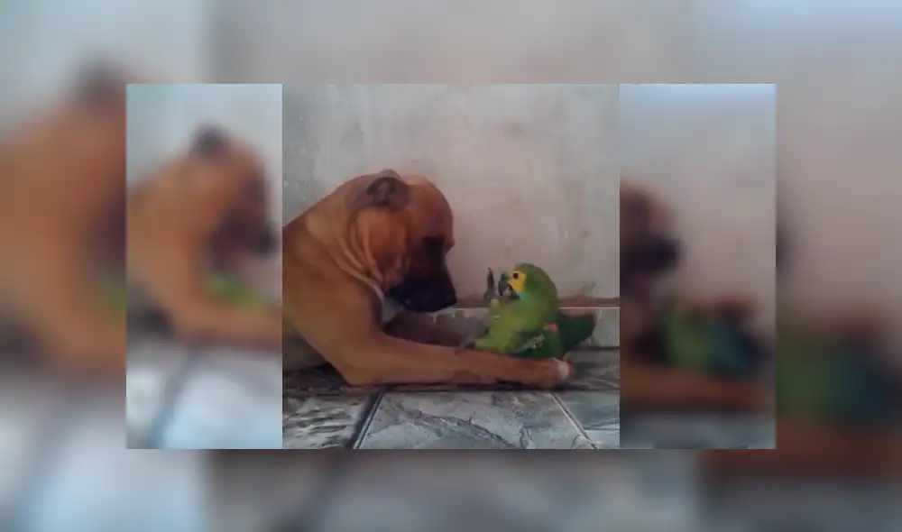 Desliza para ver los detalles del video viral publicado en Facebook. Foto: Captura.