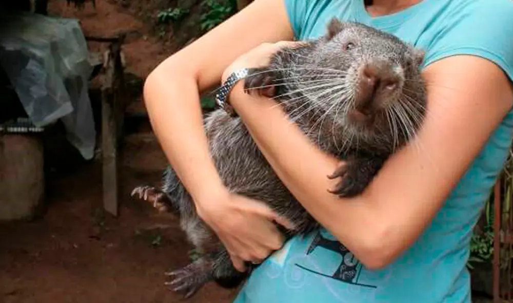 animales zoologico machetero