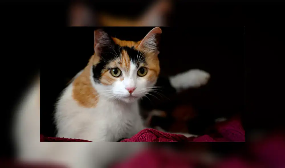 Día internacional del gato: ¿Por qué le dedicamos 24 horas del año a estos pequeños felinos? Día internacional del gato: ¿Por qué le dedicamos 24 horas del año a estos pequeños felinos?