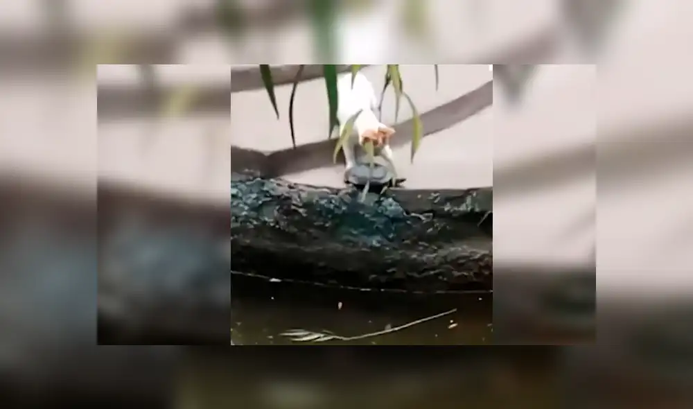 Vía Facebook. El gato se percató del esfuerzo del reptil por bajar unas gradas e intentó ayudarla protagonizando un curioso desenlace que ha causado diversas reacciones