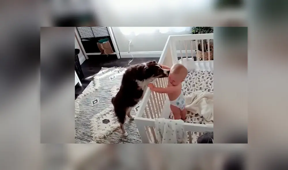 Perro y bebé son captados en tierna situación mientras todos duermen [VIDEO] 