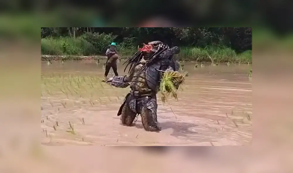 Facebook viral:‘Depredador’ aparece cosechando arroz y causa furor entre campesinos [VIDEO] 