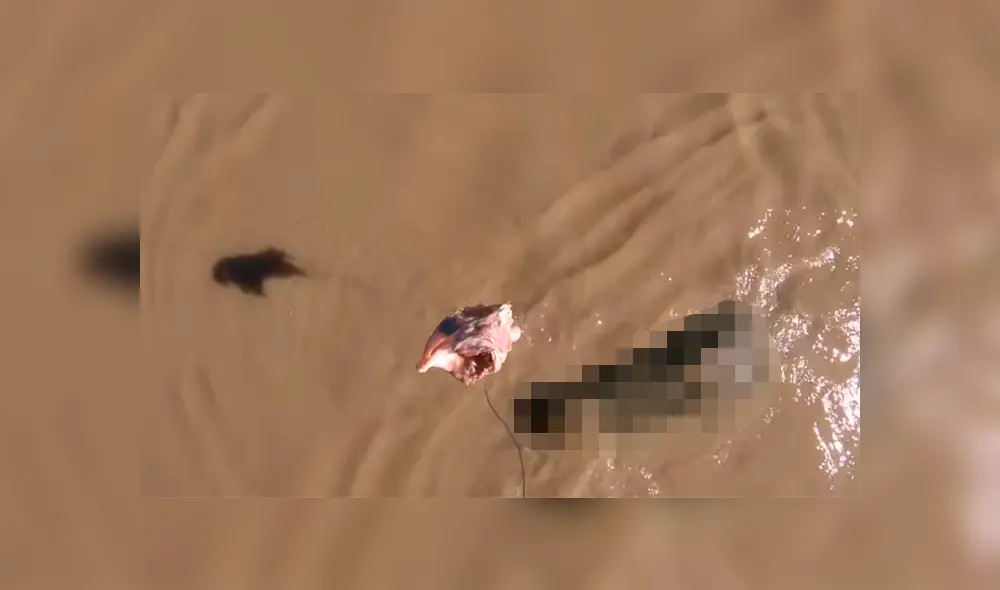 Un grupo de pescadores se encontró cara a cara con una enorme criatura que los dejó impactados. Un grupo de pescadores se encontró cara a cara con una enorme criatura que los dejó impactados.