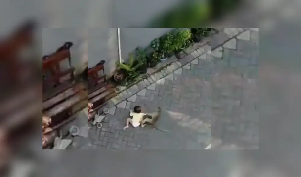 Video es viral en Facebook. Residente de un condominio logró captar la insólita escena desde la ventana de su casa y la compartió en las redes.