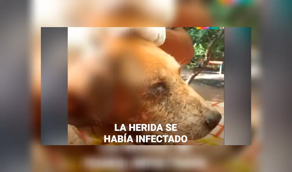 Desliza hacia la izquierda para ver la 'evolución' del perro callejero que se volvió viral en Facebook.