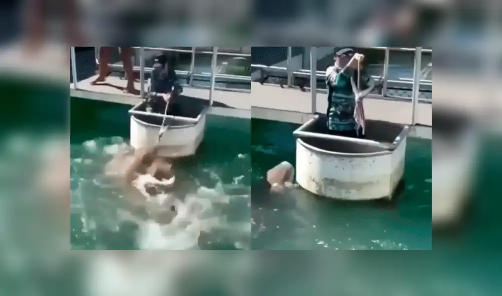 Vía Facebook: meros gigantes pelean por devorar carnada que niño les ofreció [VIDEO] 