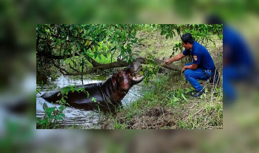 Dos hipopótamos fueron enviados a Ecuador y otros dos a Uruguay. Foto: AP. Dos hipopótamos fueron enviados a Ecuador y otros dos a Uruguay. Foto: AP.
