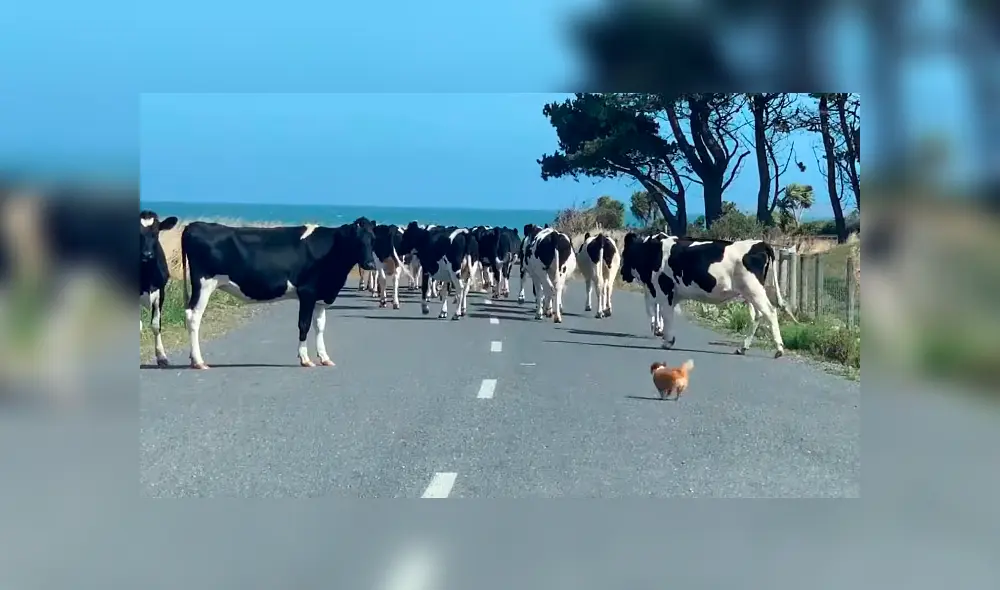 Desliza para ver las imágenes de Facebook. Foto: captura